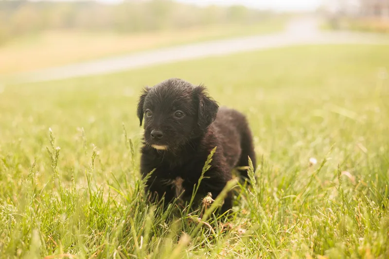 A baby medium-sized female Black Goldendoodle dog named Eliza for adoption in Gradyville, KY