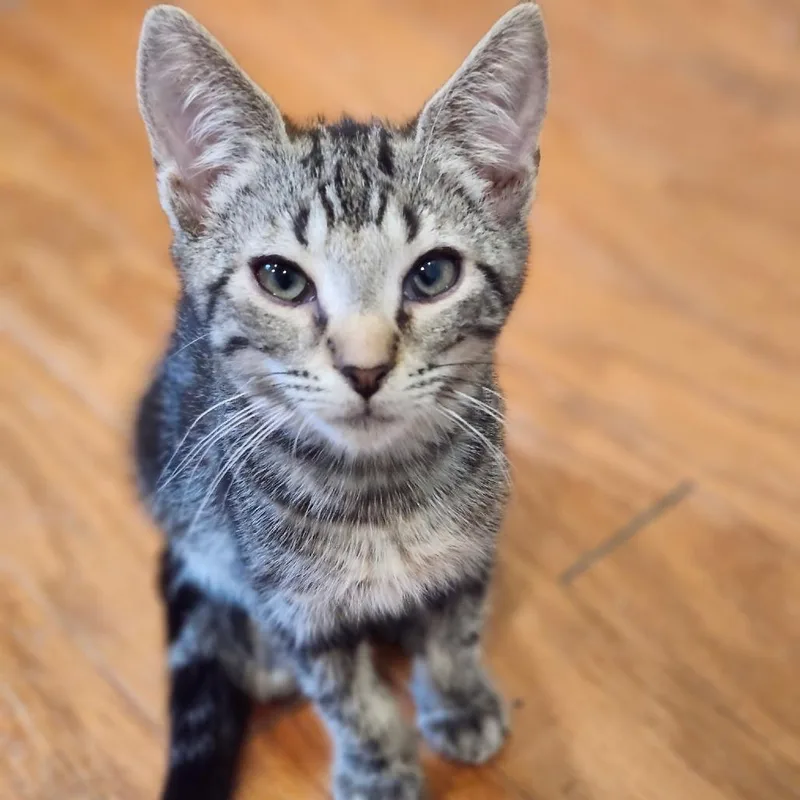 A baby small-sized female Gray / Blue / Silver Domestic Short Hair cat named Sulley for adoption in Bel Air, MD