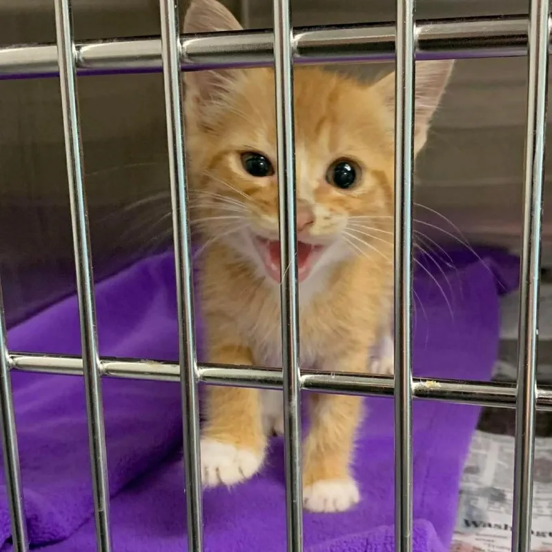 A baby small-sized male Orange / Red Domestic Medium Hair cat named Truffle Shuffle for adoption in Austin, TX