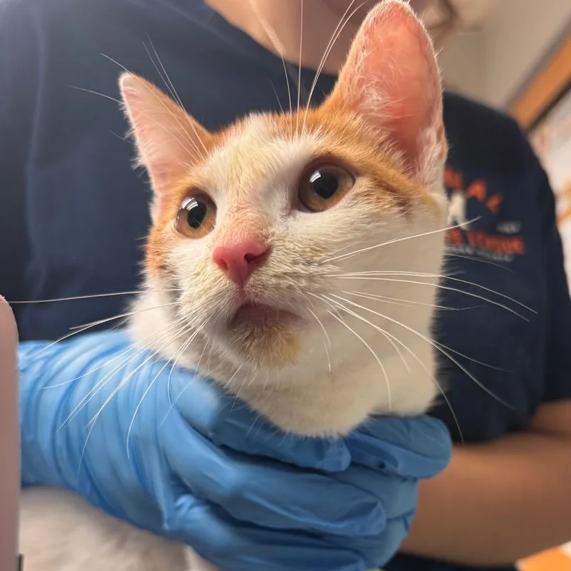 A young small-sized male Domestic Short Hair cat named Hermes for adoption in Birdsboro, PA