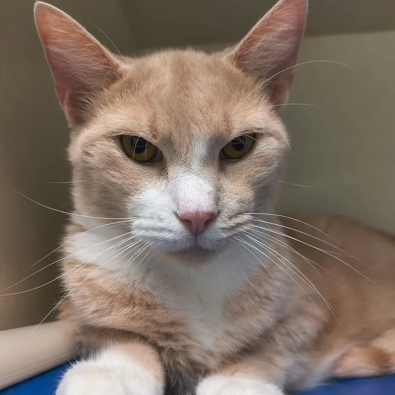 An adult large-sized male Buff & White Domestic Short Hair cat named Sweeney for adoption in Saint Marys, PA