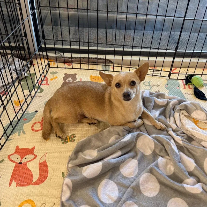 An adult small-sized female Dachshund dog named Lunara for adoption in Chico, CA