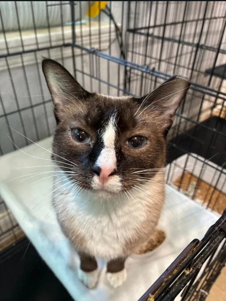 A young medium-sized female Domestic Short Hair cat named Luna for adoption in Richland Hills, TX