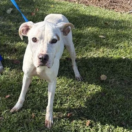A young medium-sized female White / Cream Bulldog dog named Otisha for adoption in Valdosta, GA