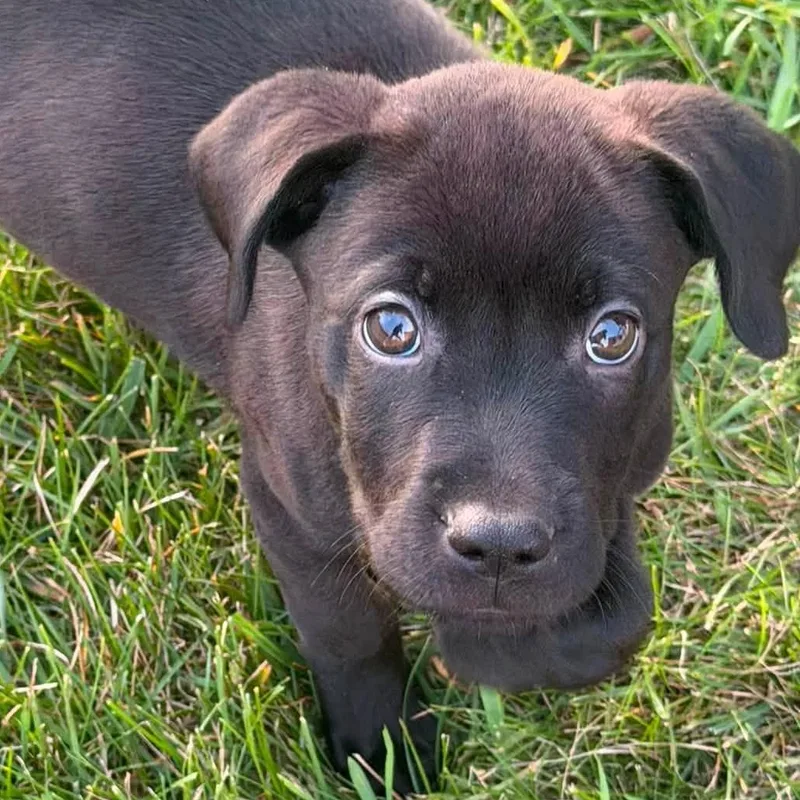 A baby medium-sized male Mixed Breed dog named Kristoff for adoption in Alma, MI
