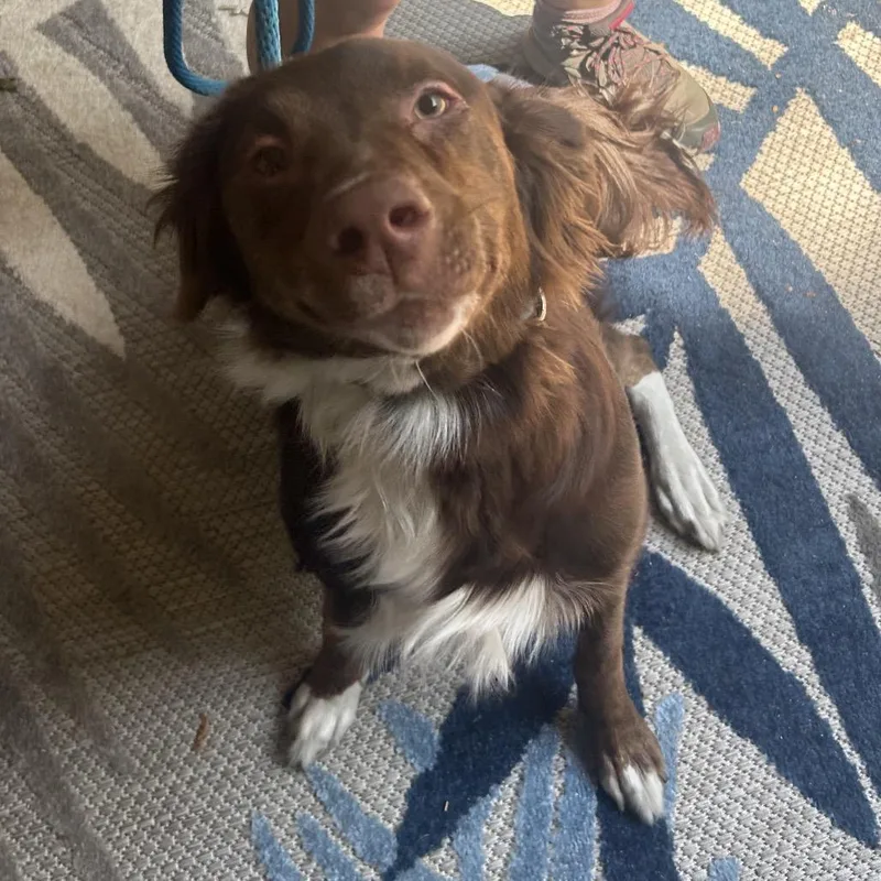 A young medium-sized male Brown / Chocolate Mixed Breed dog named Theodore for adoption in Decatur, GA