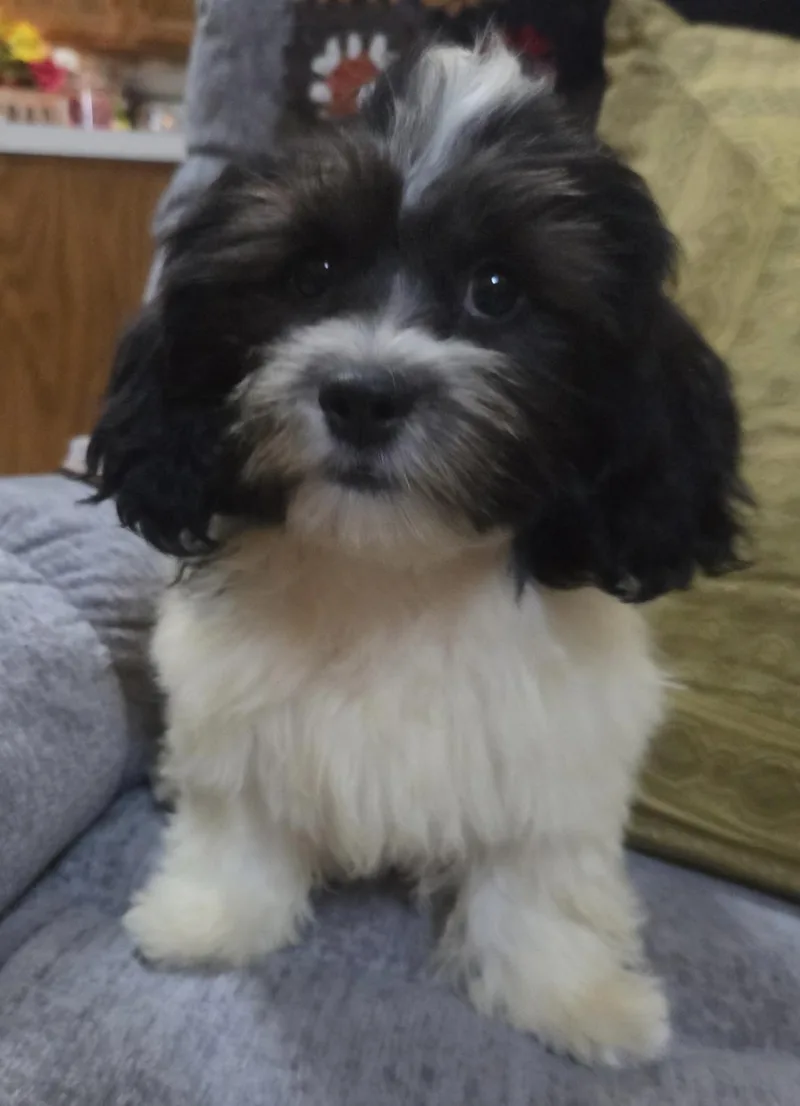 A baby small-sized female Shih Tzu dog named Tilly for adoption in Overland Park, KS