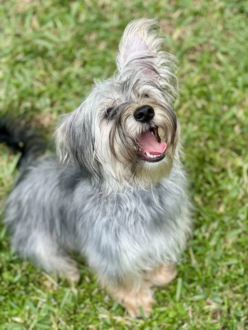 A young small-sized male Maltese dog named Thunder for adoption in Valrico, FL