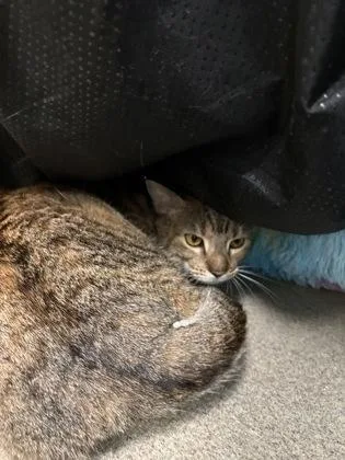 An adult medium-sized female Domestic Short Hair cat named Roxy for adoption in Palm Coast, FL