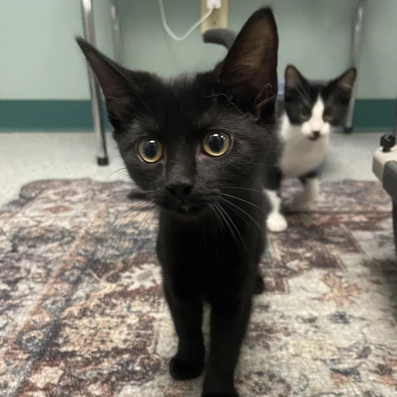 A baby small-sized male Black Domestic Short Hair cat named Thomas for adoption in Shawnee, KS