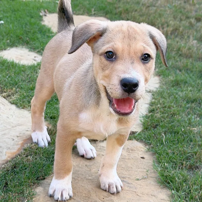 A baby medium-sized female Retriever dog named Blair for adoption in Flower Mound, TX