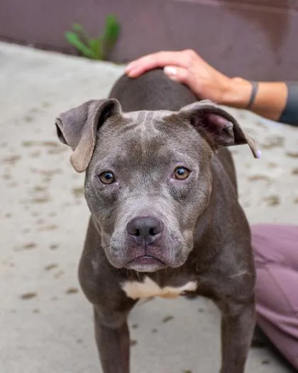 An adult medium-sized female Mixed Breed dog named Chamomile for adoption in Chamblee, GA