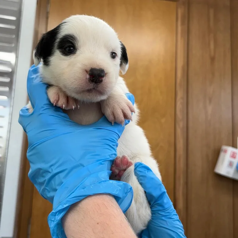 A baby small-sized female White / Cream Mixed Breed dog named Suave for adoption in LOXAHATCHEE, FL