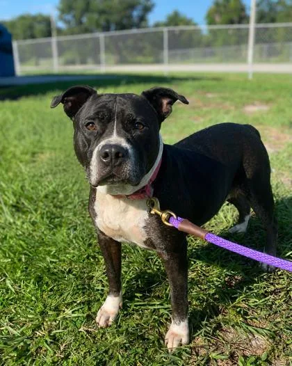 An adult large-sized female Mixed Breed dog named Judy for adoption in Vero Beach, FL