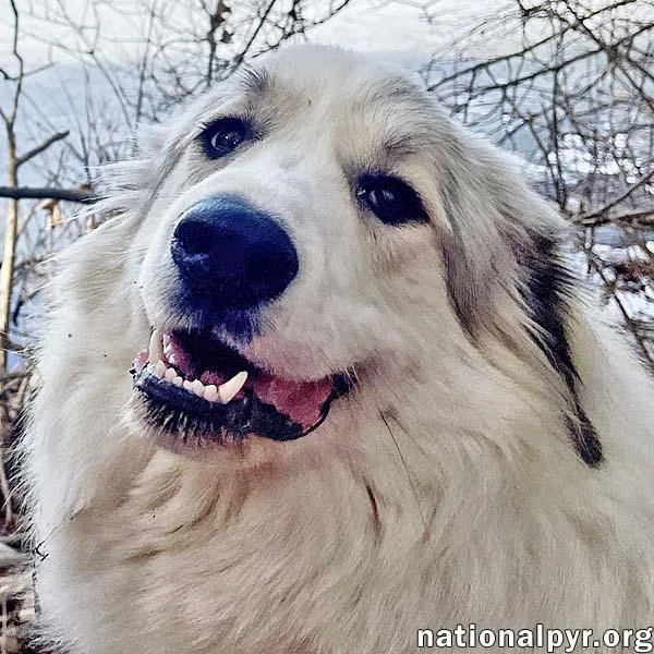 A young large-sized female White / Cream Great Pyrenees dog named Hope in MA for adoption in Beacon, NY