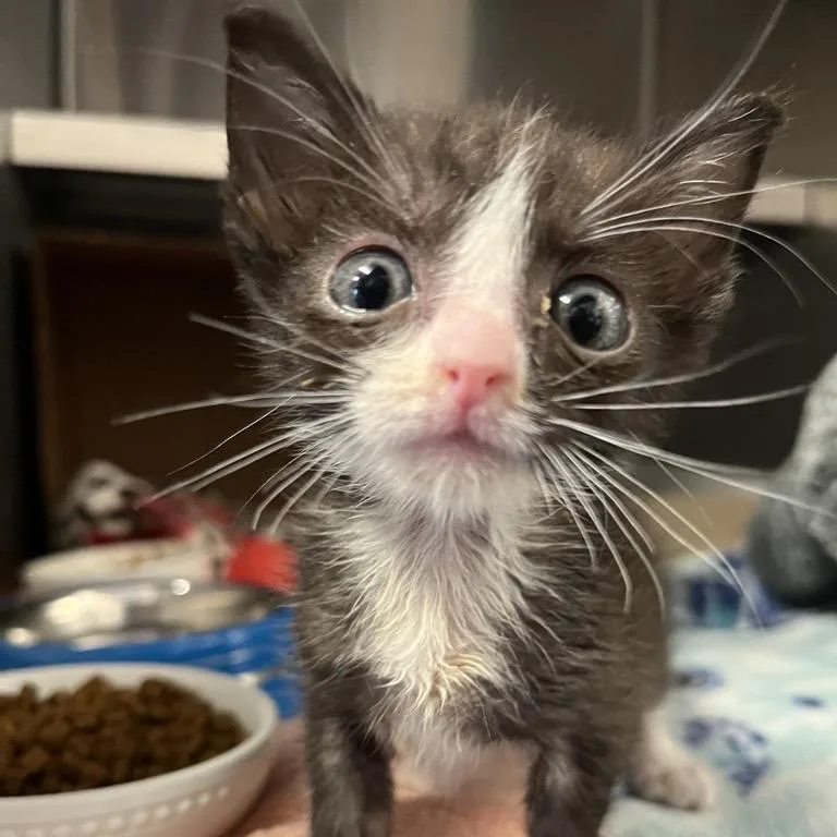 A baby small-sized male Domestic Short Hair cat named Oersted for adoption in Los Angeles, CA