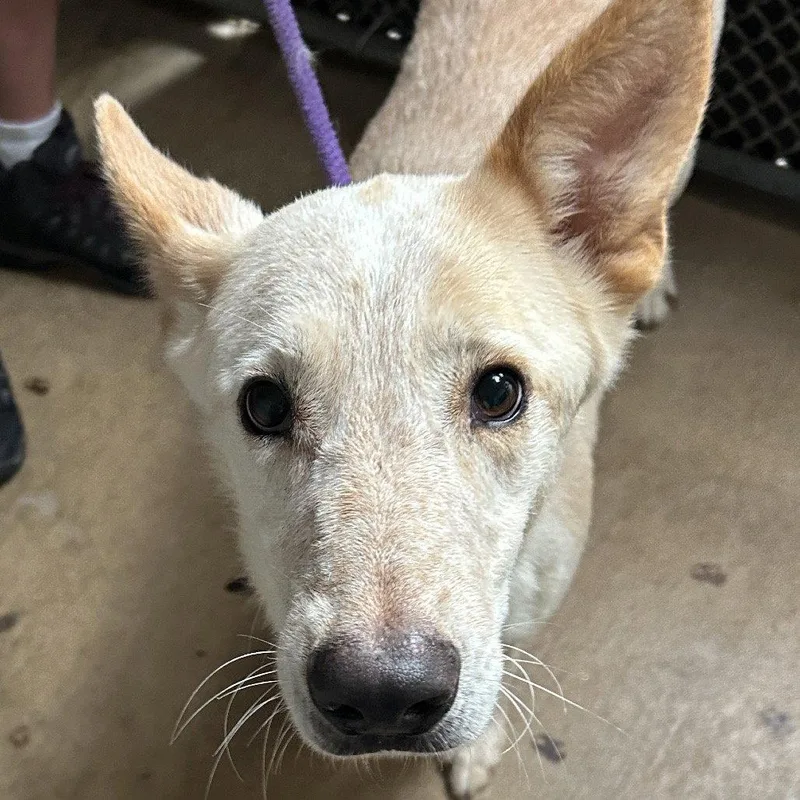 An adult medium-sized male Terrier dog named Samson for adoption in Dallas, TX