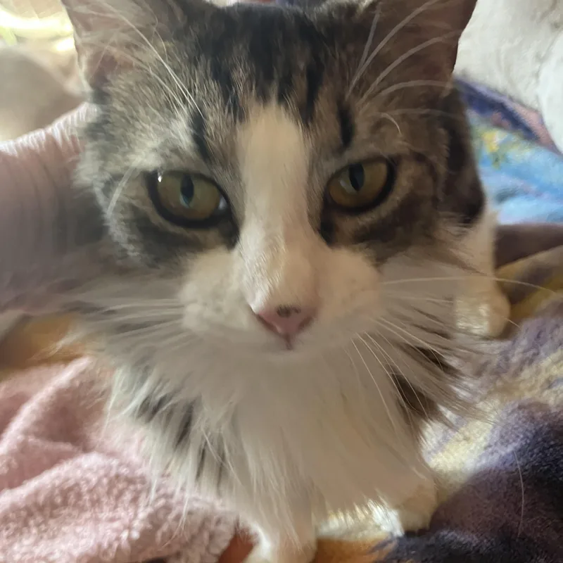 A young small-sized female Gray / Blue / Silver Domestic Medium Hair cat named Avery for adoption in El Mirage, AZ