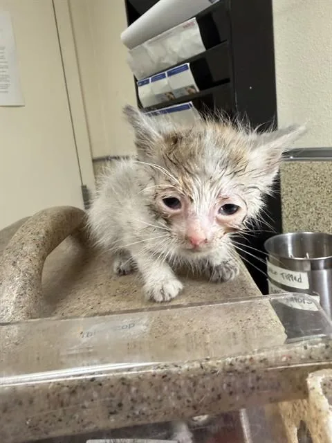 A baby small-sized male Domestic Short Hair cat named Bruno for adoption in Riverside, CA