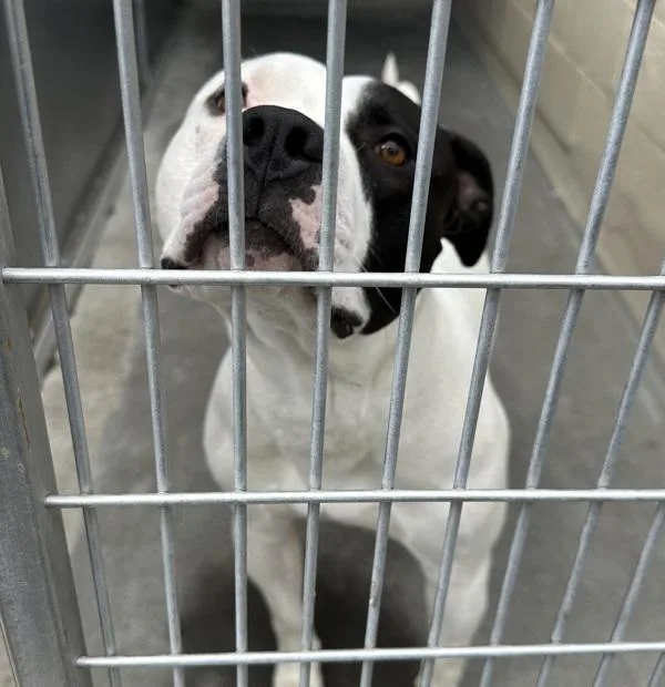 An adult medium-sized male Pit Bull Terrier dog named Kirt for adoption in Troutdale, OR