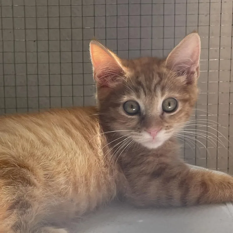 A baby small-sized male Orange / Red Domestic Medium Hair cat named Nola Costa Mesa Location for adoption in Chino Hills, CA