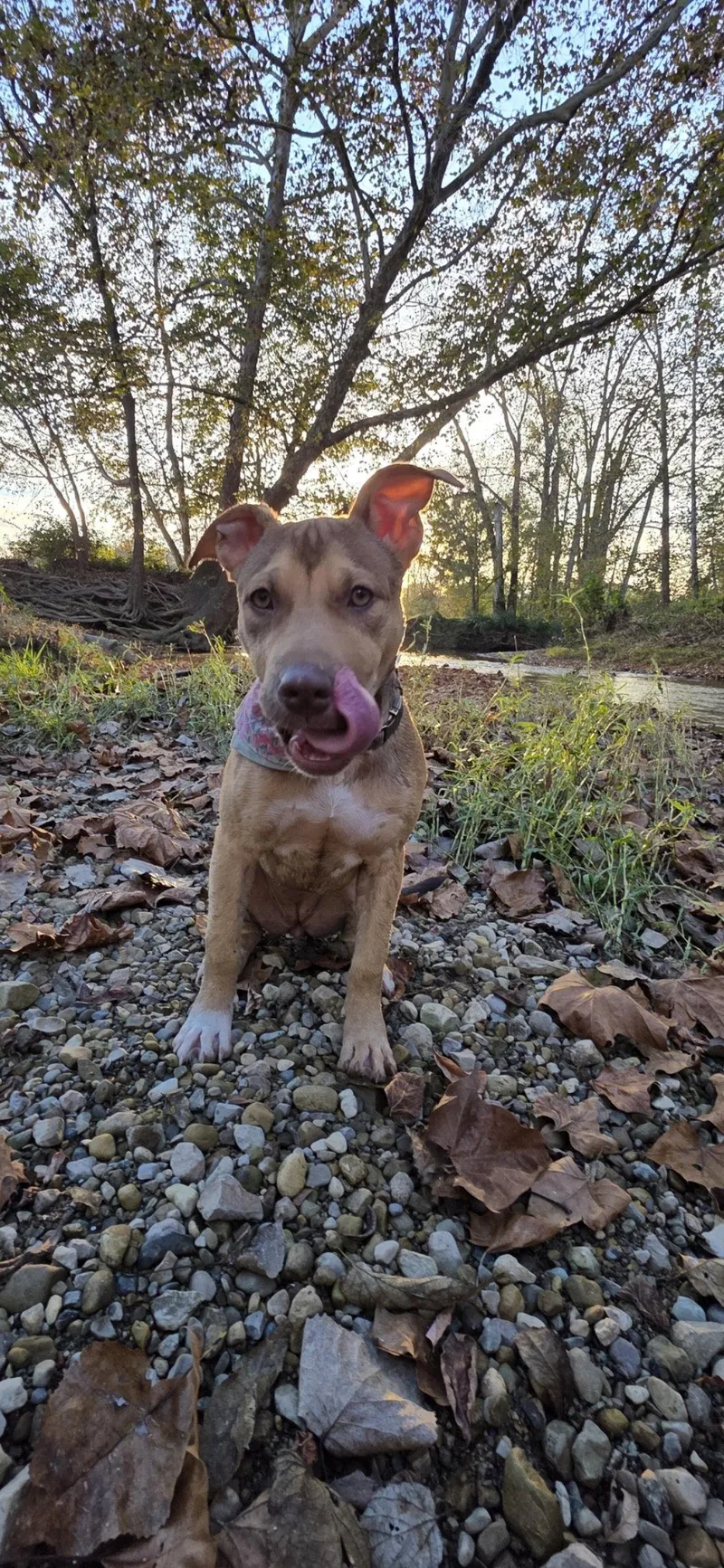 A baby medium-sized female Shepherd dog named Pudding pop for adoption in Germantown, OH