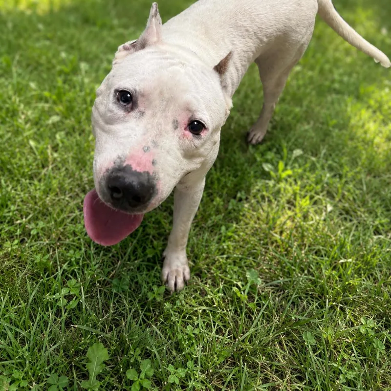 An adult medium-sized male White / Cream Pit Bull Terrier dog named Angus for adoption in East Saint Louis, IL