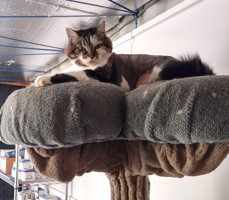 A young extra large-sized male Seal Point Domestic Long Hair cat named Jesse for adoption in Golden Valley, AZ