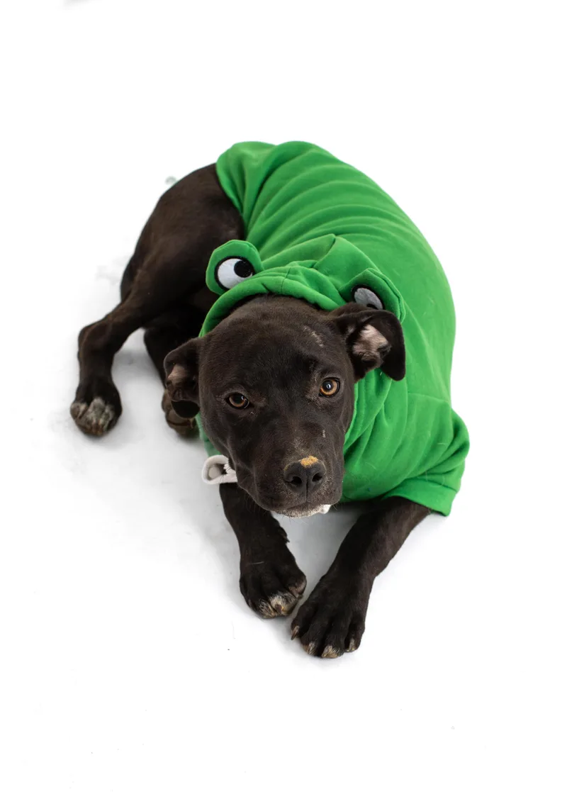 A baby medium-sized male Black Corgi dog named Bop Bop Birthday for adoption in Andover, MA