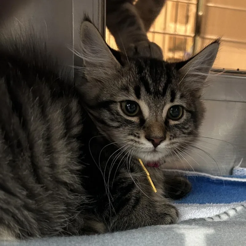 A baby small-sized male Brown / Chocolate Domestic Long Hair cat named Frozen Cheesecake for adoption in Springfield, MA