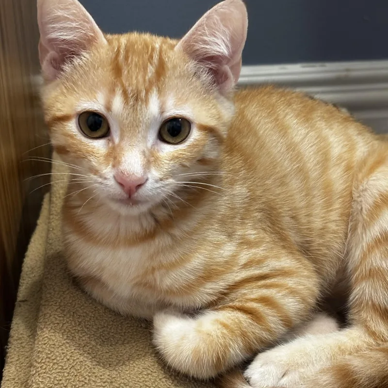 A baby medium-sized female Domestic Short Hair cat named Katia for adoption in Winchester, VA