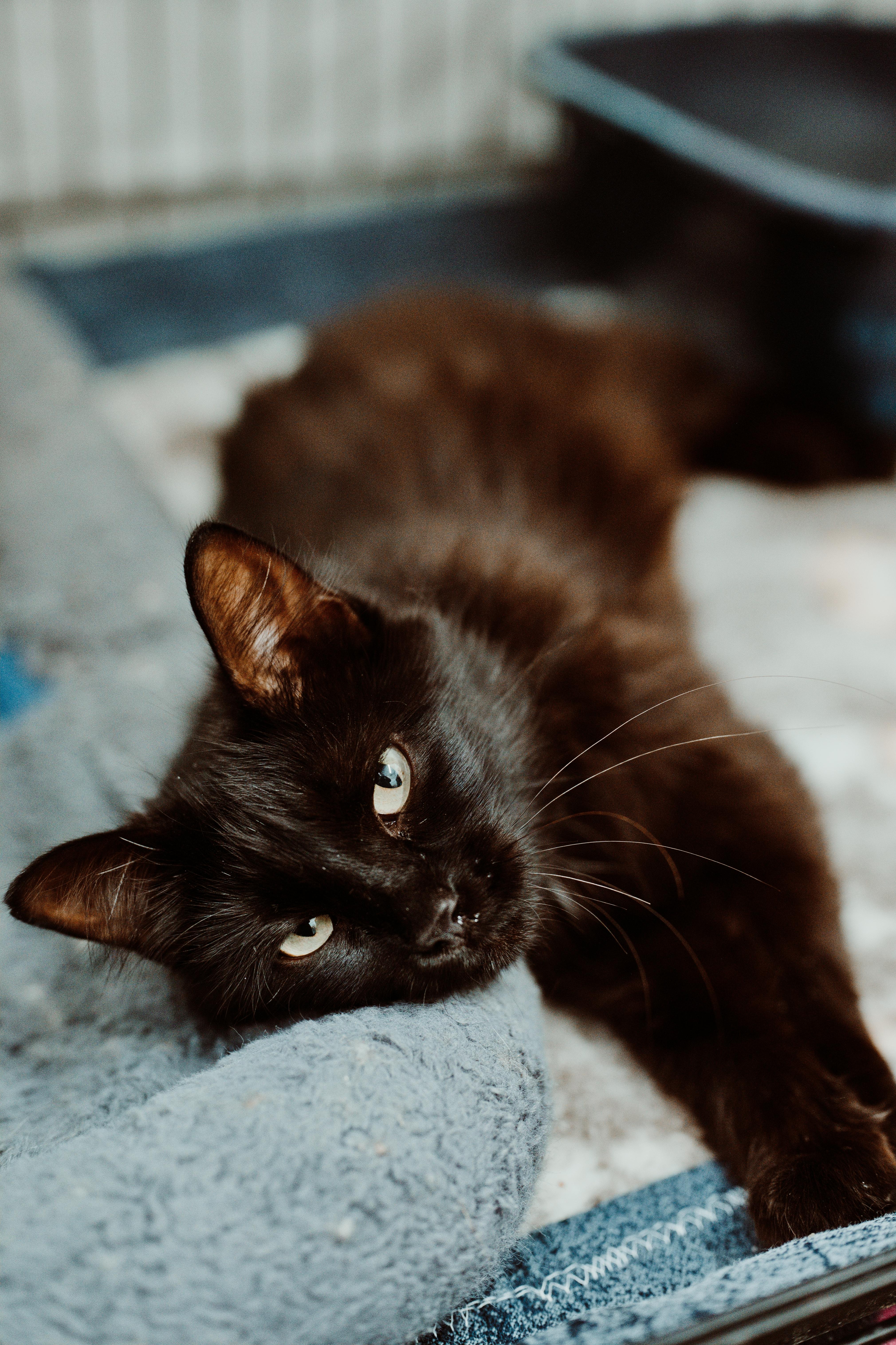 A young medium-sized female Black Domestic Short Hair cat named Ghost for adoption in Le Mars, IA