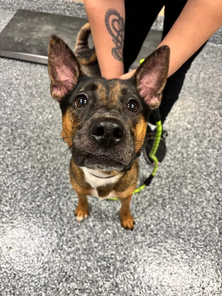 A young medium-sized male Shepherd dog named Rex for adoption in Liverpool, NY