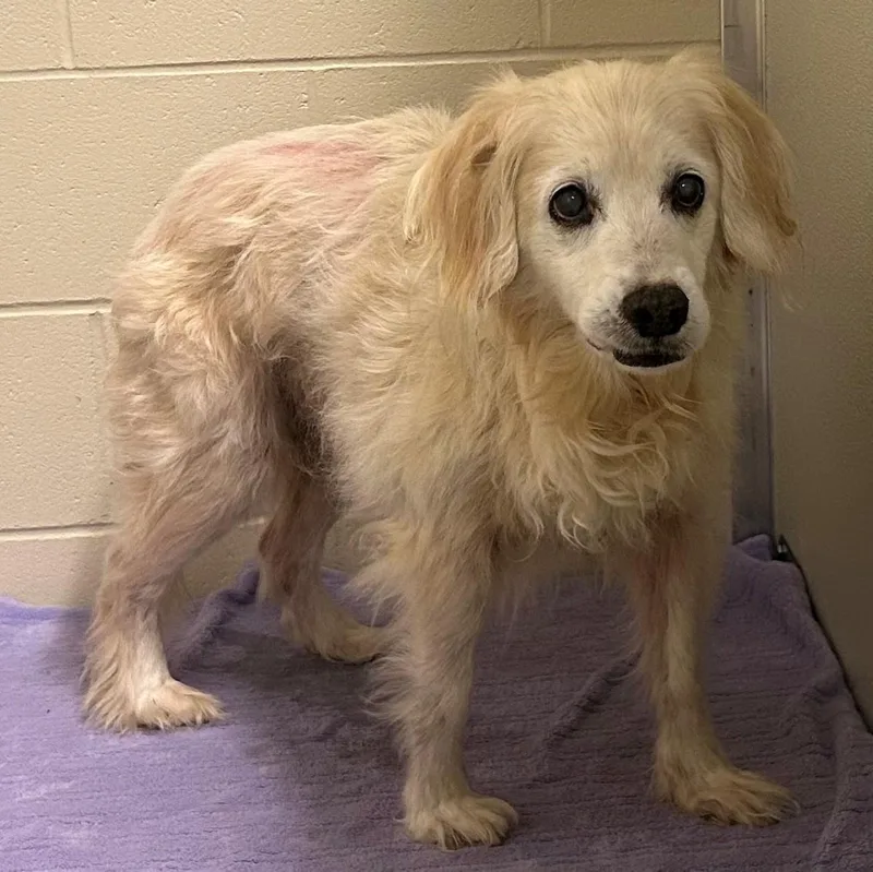 A senior medium-sized male Yellow / Tan / Blond / Fawn Cocker Spaniel dog named Marley for adoption in Mason City, IA