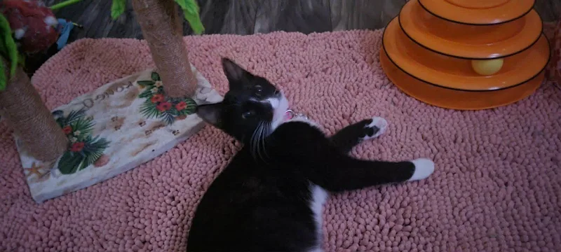 A young medium-sized female Domestic Short Hair cat named Daisy for adoption in Charleston, SC