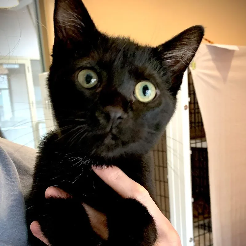 A baby medium-sized male Black Domestic Short Hair cat named Lever for adoption in Chicago, IL