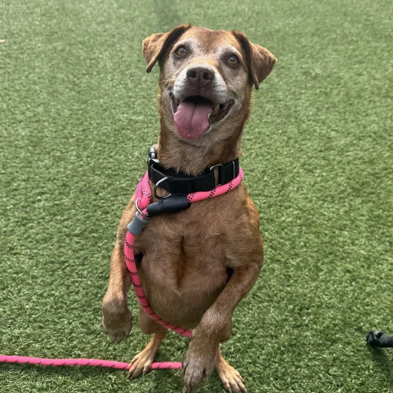 A senior medium-sized female Red / Chestnut / Orange Mixed Breed dog named Tasha for adoption in Washington Township, OH