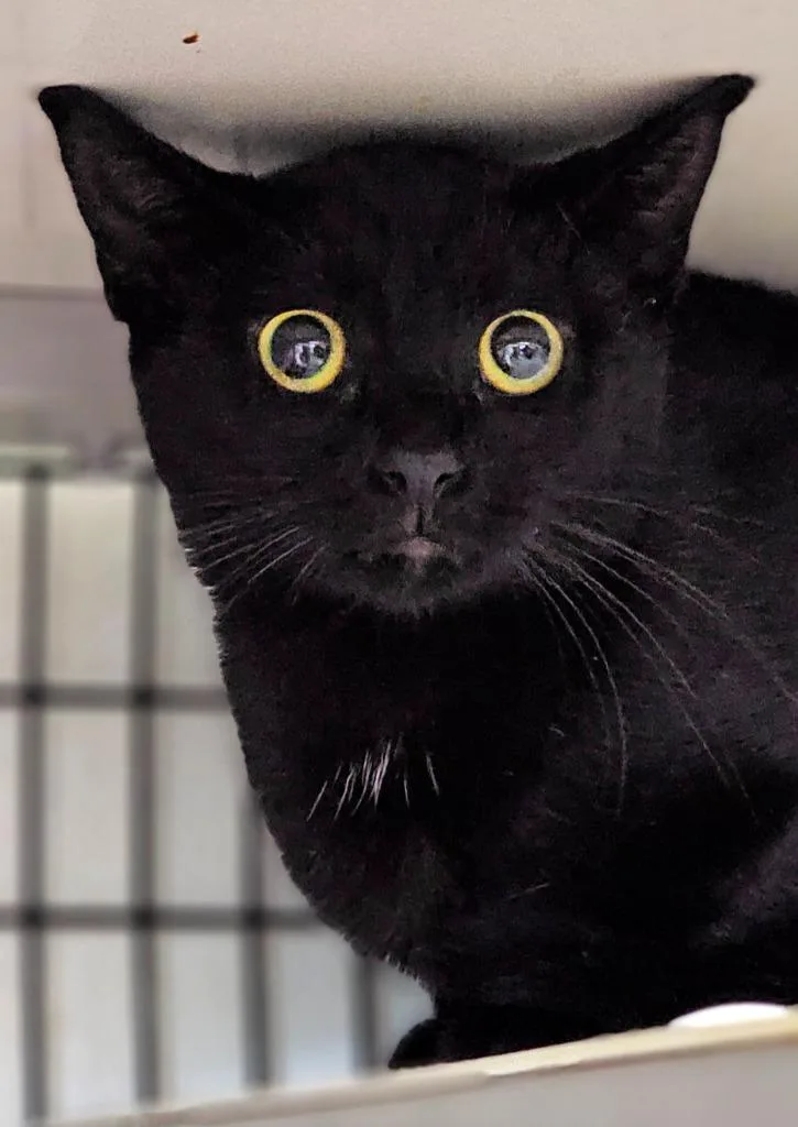 A young large-sized male Domestic Short Hair cat named Alpine for adoption in Greensburg, IN