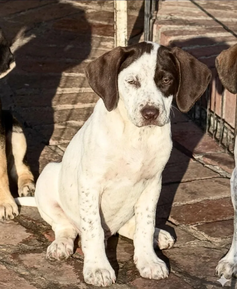 A baby medium-sized male White / Cream Hound dog named Charlie for adoption in Seale, AL