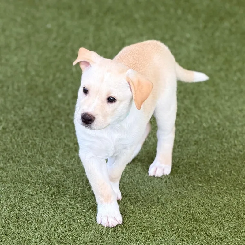A baby medium-sized male White / Cream Labrador Retriever dog named Koala for adoption in Wellington, FL