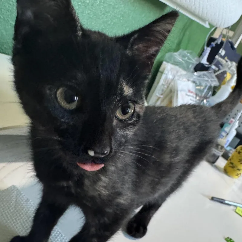 A baby small-sized female Black Domestic Short Hair cat named Ocean for adoption in Kyle, TX