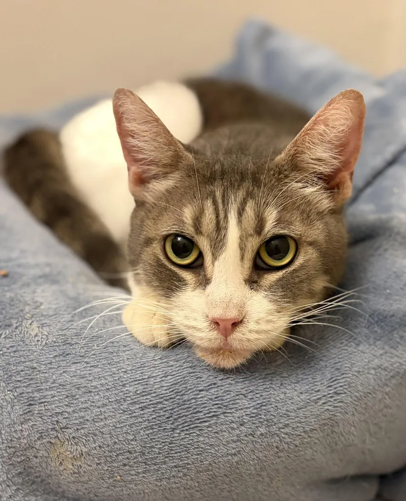 A senior medium-sized female Domestic Short Hair cat named Snooki for adoption in Long Beach, CA