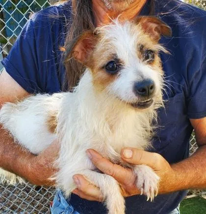 A young small-sized female White / Cream Terrier dog named Peaches for adoption in Fernandina Beach, FL