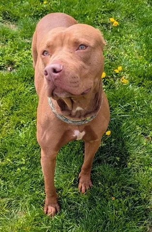 A young medium-sized female Pit Bull Terrier dog named Oakley for adoption in Akron, OH