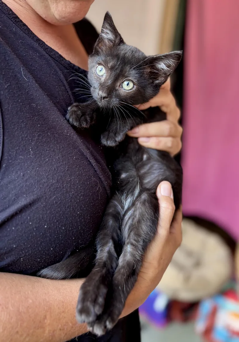 A baby small-sized female Black American Shorthair cat named Potato Salad for adoption in Wallkill, NY