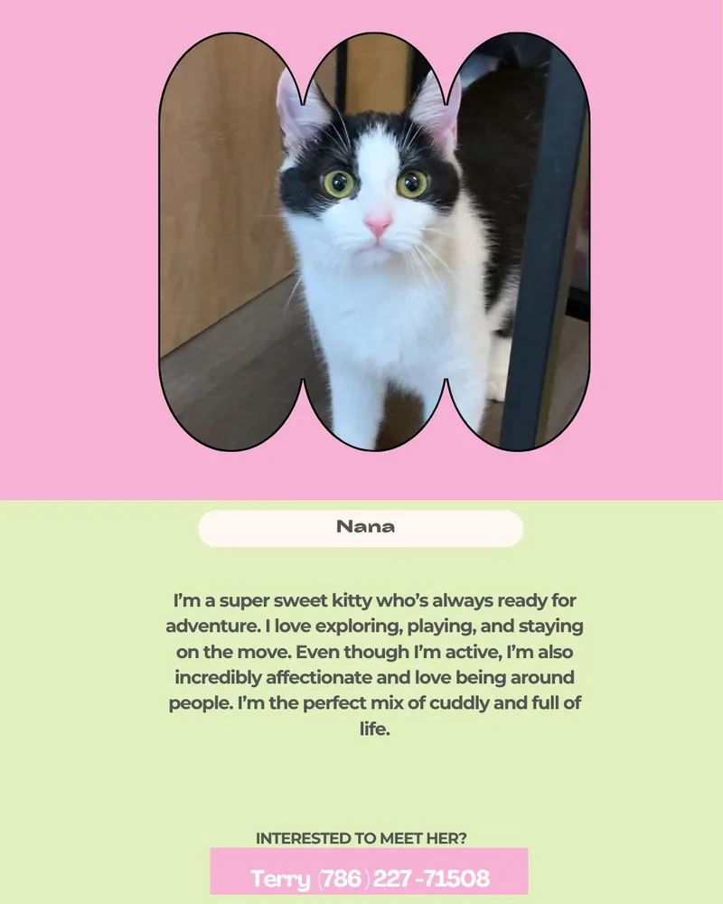 A young medium-sized female Black & White / Tuxedo Domestic Short Hair cat named Nana for adoption in Miami, FL