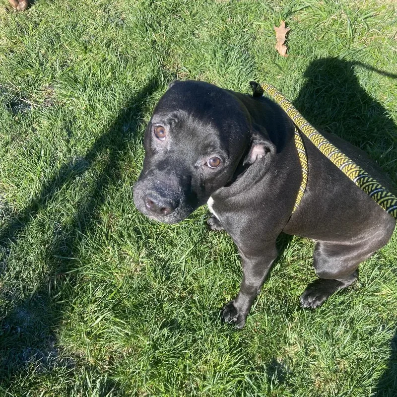 A young medium-sized female Black Mixed Breed dog named Seal for adoption in Binghamton, NY