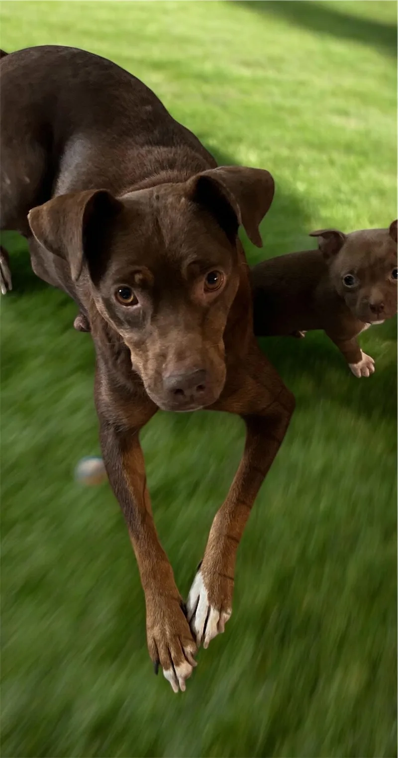 An adult medium-sized female Hound dog named Honey for adoption in Sumter, SC