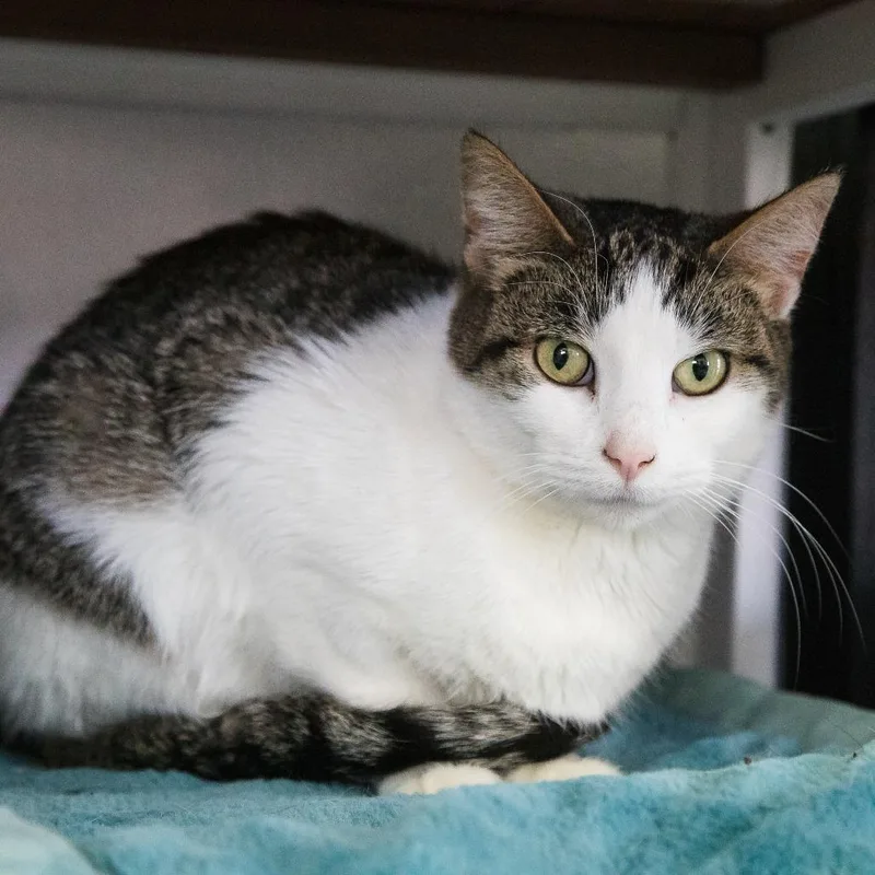 An adult medium-sized female Brown / Chocolate Domestic Short Hair cat named Violet for adoption in West Olive, MI