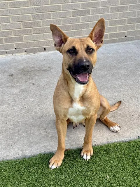 A young large-sized female Mixed Breed dog named Daisy for adoption in Dallas, TX